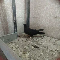 سیا آبادانی نر