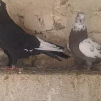 کبوتر فروشی|پرنده|شیراز, تاچارا|دیوار