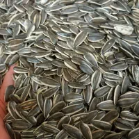 تخمه آفتابگردان ایرانی S400