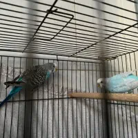 فروش جفت پرنده