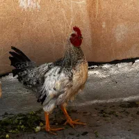 خروس رسمی جوان|حیوانات مزرعه|قم, باجک یک|دیوار