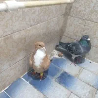 کفتر|پرنده|تربت‌حیدریه, ۴۵ متری|دیوار
