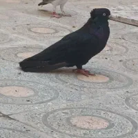 کبوتر آبادانی درجه یک تخفیف به خریدار|پرنده|بوشهر, |دیوار