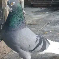یک جفت پاپر کاکلی نرو ماده