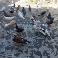 حدود ۳۰ تا کفتر پرشی و نقش فروش و معاوضه