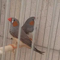 مرغ عشق و فنچ|پرنده|کرمان, |دیوار