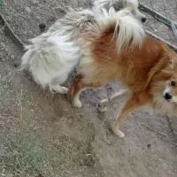 سگ پاکوتاه دزدیده گم شده|سگ|زنجان, |دیوار