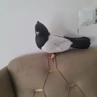 سینه سیاه نر
