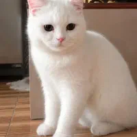 گربه بریتیش  واکسن زده عقیم شده