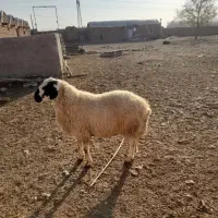 هیم گوسفندی لونی .گاوی