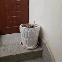 گلدان بسیار بزرگ مفت مفت