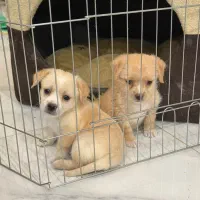 سگ کوچک آپارتمانی