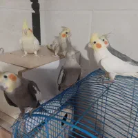 عروس هلندی یکجا