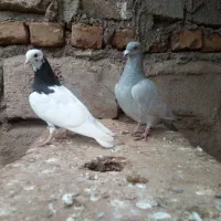 کفتر|پرنده|میان جلگه, |دیوار