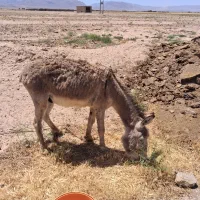 الاغ