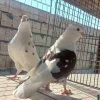 کبوتر دهنجور|پرنده|بندرعباس, |دیوار