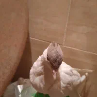 ۳تا کبوتر یا پرنده کتبسر|پرنده|خرمآباد, |دیوار