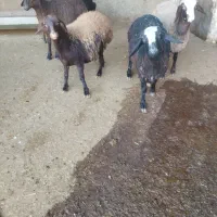 بره نر و ماده چاق