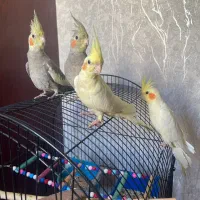 عروس هلندی|پرنده|رشت, چمارسرا|دیوار