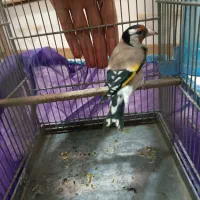 سهره نشون دار چونه سفید قرص بخون