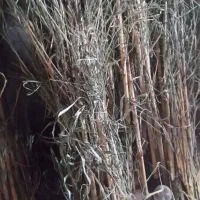 فروش نی هفت بند قطر خوب