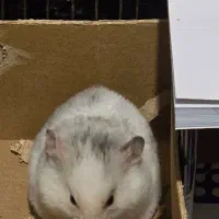 فروش یا معاوضه فوری همستر ماده