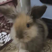 واگذاری خرگوش|موش و خرگوش|نجف‌آباد, صالح آباد|دیوار