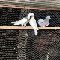 باید از خونه برم جای دیگه کمبود جا دارم