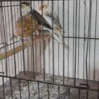 ۳تا ماده قناره