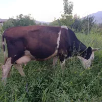 گاو سمینتال با گوساله نر اصل