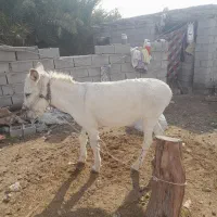 الاغ آرام و جوان|حیوانات مزرعه|تخت, |دیوار