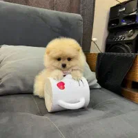 عروسک های زنده