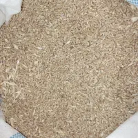 گندم پیشگام