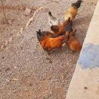 فروشی|حیوانات مزرعه|آذرشهر, |دیوار