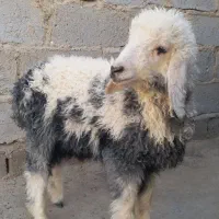 بره نرلنگ۳تایی