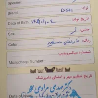 گربه خانگی گمشده|گربه|اردبیل, |دیوار