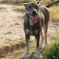 واگذاری توله ماده عراقی  ۱۱ماهه