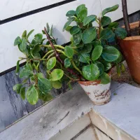 گل آپارتمانی|گل و گیاه طبیعی|کشکسرای, |دیوار