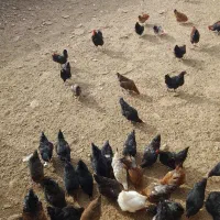 مرغ و خروس محلی