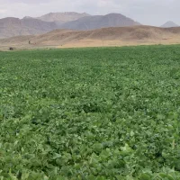 کاه لوبیا