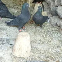 طوقی. زاغ|پرنده|سامان, |دیوار