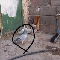 یه سبز کلاغ نر حوالی کریم آباد گمشده