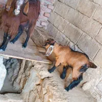 بز زایده|حیوانات مزرعه|نهبندان, |دیوار