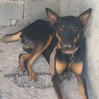 سگ دوبرمن نر