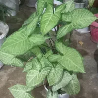 دو عدد گل زیبا