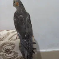 جوجه عروس هلندی ۴ ماهه