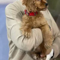 توله انگلیش کوکر اسپانیل