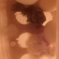 جوجه مرغ|حیوانات مزرعه|کهریزک, |دیوار