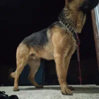 سگ گرگی ژرمن