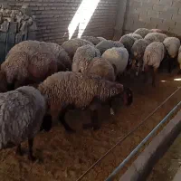 میش آبستن